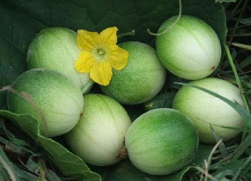 马泡瓜今日价格最新行情,今日行情一览