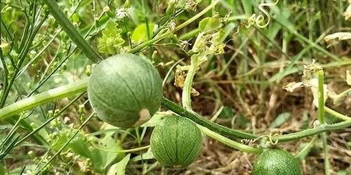 马泡瓜今日价格最新行情,今日行情一览