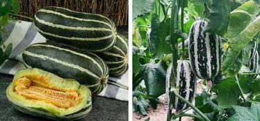 海宁今日是否有大瓜卖,新鲜热辣，不容错过！