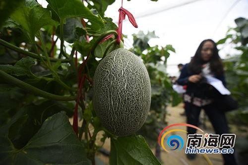 乐东佛罗哈密瓜今日价格行情,价格行情一览”