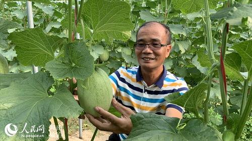 乐东佛罗哈密瓜今日价格行情,价格行情一览”