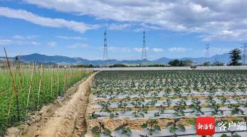 崖城今日瓜菜价格,新鲜实惠，市民抢购热潮