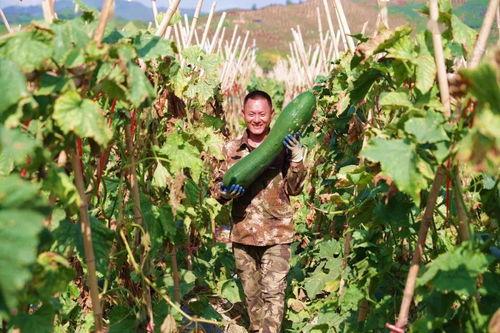 崖城今日瓜菜价格,新鲜实惠，市民抢购热潮