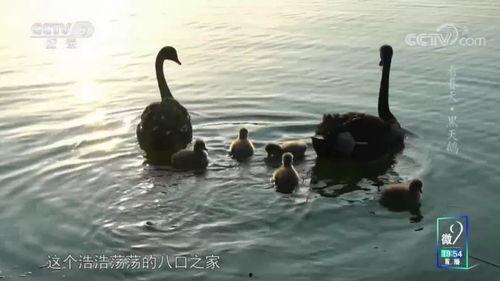 西双版纳明星网红有哪些,热带风情下的网络新宠