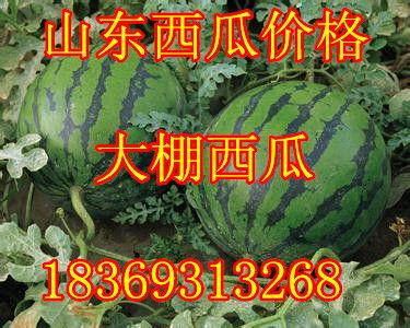 黑子瓜今日价格行情,今日行情一览”