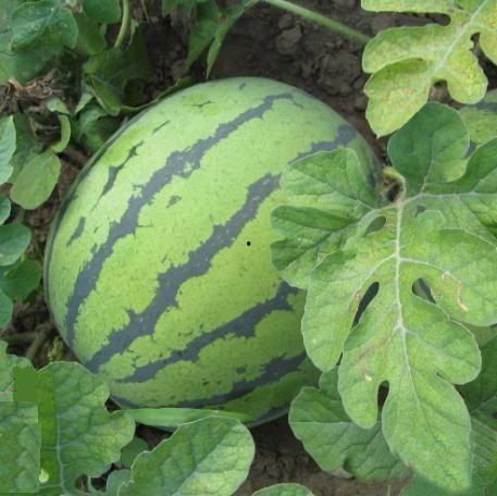 黑子瓜今日价格行情,今日行情一览”