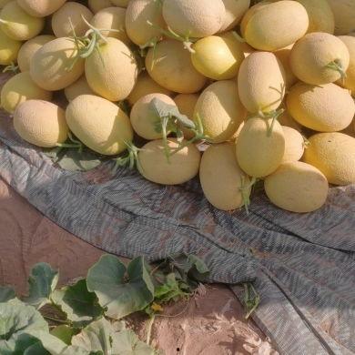 金色年华哈密瓜今日价格,价格行情一览”