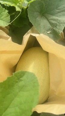 金色年华哈密瓜今日价格,价格行情一览”