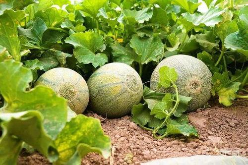 金色年华哈密瓜今日价格,价格行情一览”