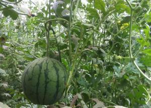 小凤瓜批发价今日价格,价格波动背后的市场动态”