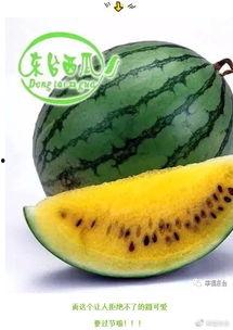 东台瓜产地今日价格,新鲜瓜果抢“鲜”上市