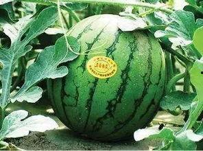 东台瓜产地今日价格,新鲜瓜果抢“鲜”上市