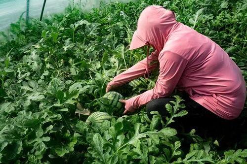 东台瓜产地今日价格,新鲜瓜果抢“鲜”上市