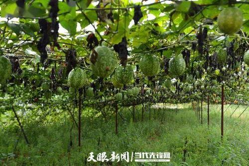 今日吊瓜行情价格表,价格波动下的市场动态