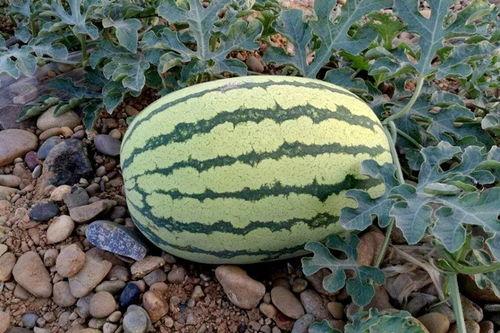 今日硒砂瓜最新消息,最新消息揭示甜蜜背后的科技力量