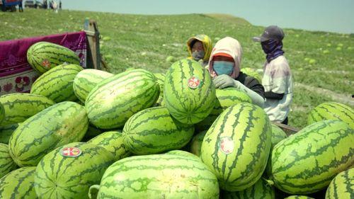 今日硒砂瓜最新消息,最新消息揭示甜蜜背后的科技力量