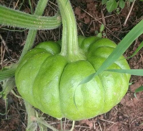 2025年2月姜柄瓜今日价格,今日价格动态解析