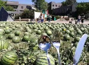 北京朝阳群众今日吃瓜,揭秘京城街头新鲜事