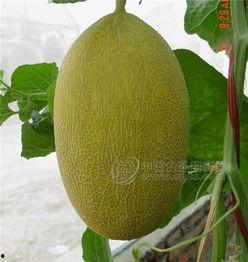 三亚哈密瓜今日价格行情,价格行情一览”