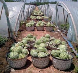 淮南苏瓜价格今日,市场行情分析”