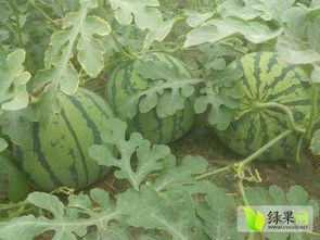 淮南苏瓜价格今日,市场行情分析”