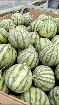 淮南苏瓜价格今日,市场行情分析”