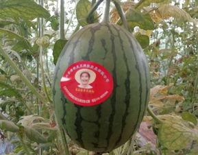 东风老瓜今日价格行情查询,价格波动解析