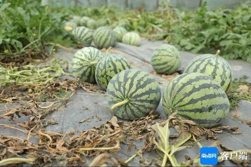 今日的瓜是什么意思,探寻“今日的瓜”背后的真相
