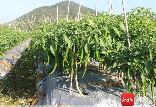 崖州瓜菜今日最新价格,今日行情一览