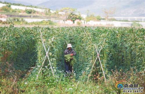 崖州瓜菜今日最新价格,今日行情一览