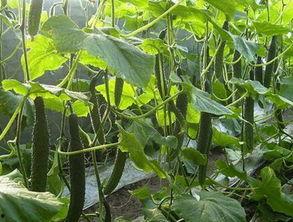 王瓜批发价格今日多少钱一斤,今日王瓜批发价格行情一览