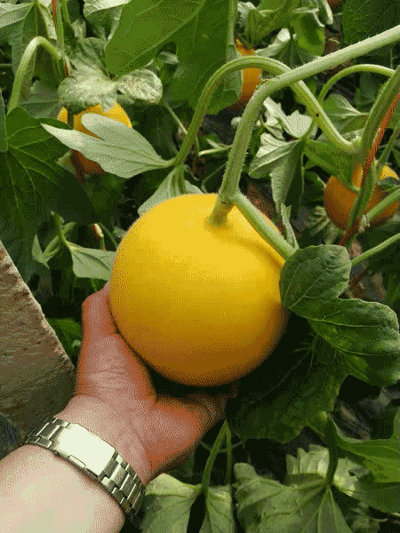 29号蜜瓜价格今日行情