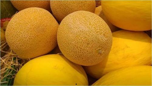 海南哈密瓜行情今日价格,价格行情一览