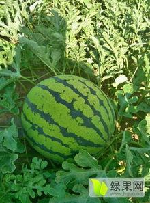 今日九月瓜价格,市场行情一览”