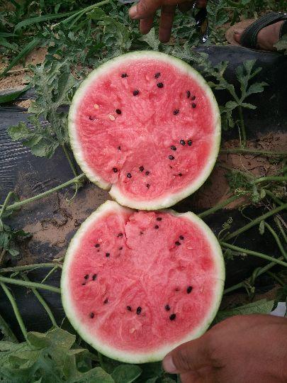 今日九月瓜价格,市场行情一览”