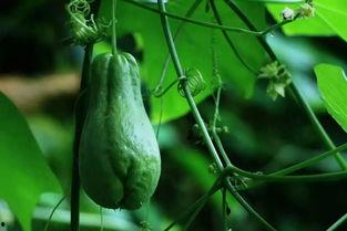 今日石河子佛手瓜价格,市场行情实时解析”