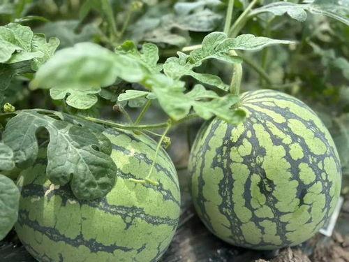 今日台州瓜价格,新鲜瓜果价格一览