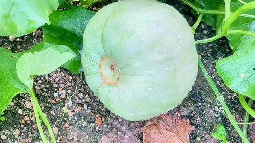 今日台州瓜价格,新鲜瓜果价格一览