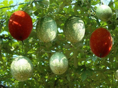 今日份瓜长什么样,揭秘今日份瓜的多样风貌