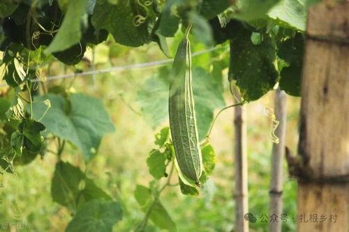 今日份瓜长什么样,揭秘今日份瓜的多样风貌