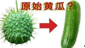 今日份瓜长什么样,揭秘今日份瓜的多样风貌
