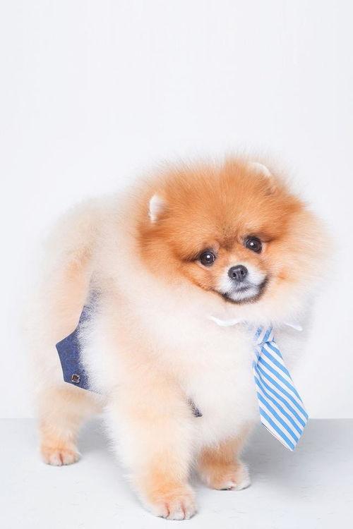 小明星网红狗狗是谁,萌动万千网友的心