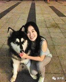 小明星网红狗狗是谁,萌动万千网友的心