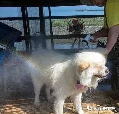 小明星网红狗狗是谁,萌动万千网友的心