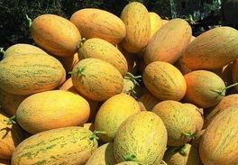 8.17哈密瓜价格今日价,今日行情一览”