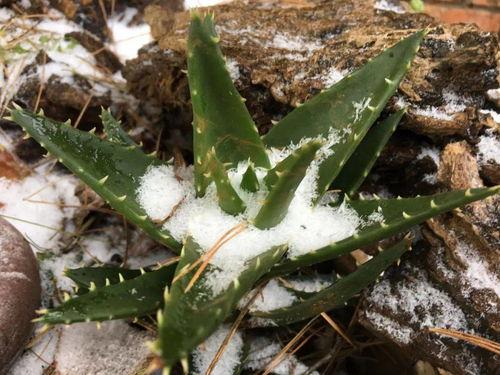 昆明今日土瓜价格,实惠之选，市民抢购热潮