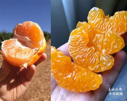 昆明今日土瓜价格,实惠之选，市民抢购热潮