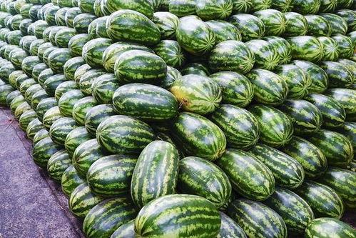 今日旱瓜价格行情最新,今日价格波动解析