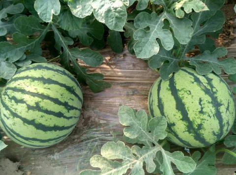 今日旱瓜价格行情最新,今日价格波动解析