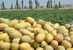 今日万邦哈密瓜,夏日甜蜜新宠，尽享西域风味